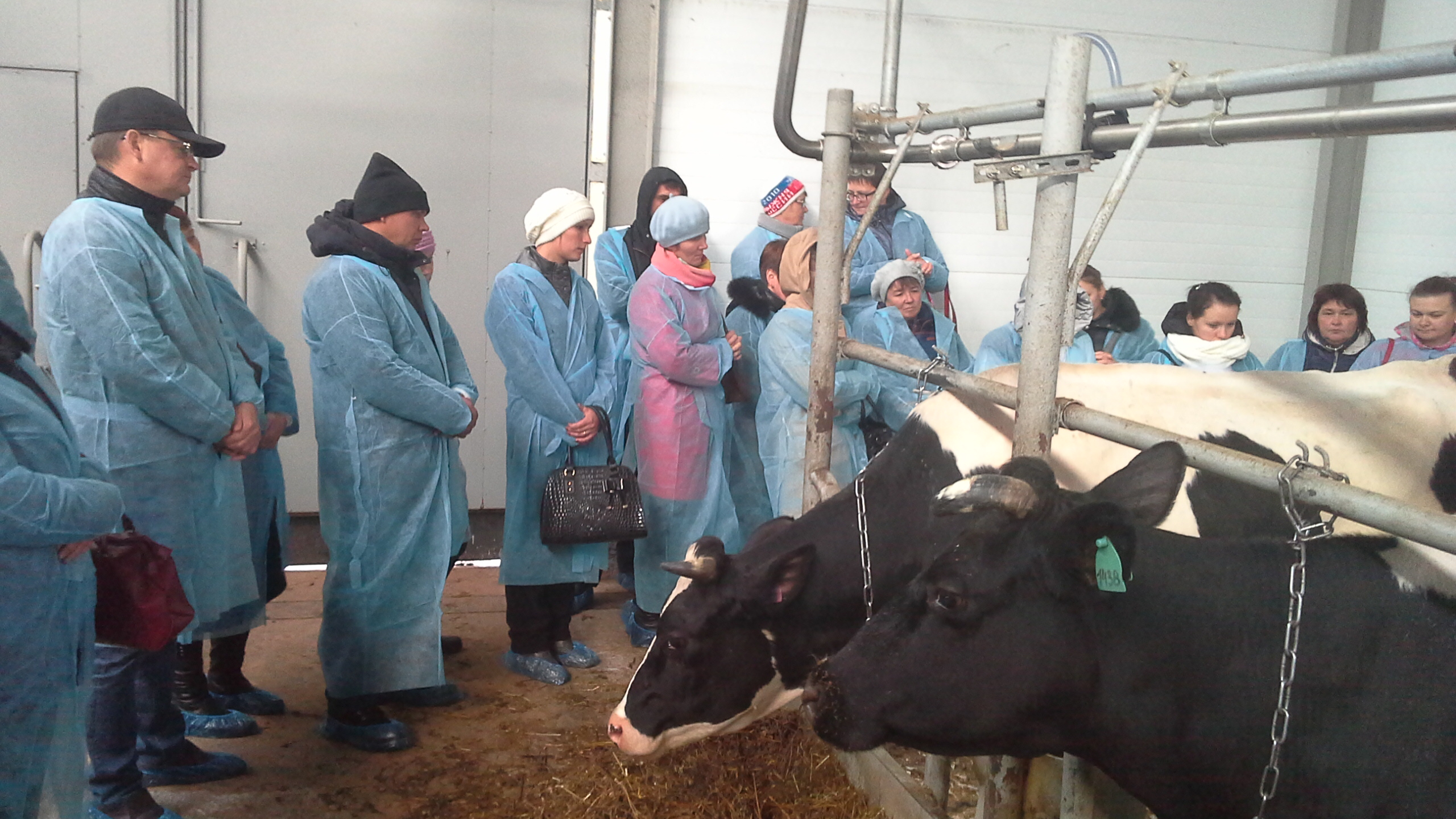 Сельскохозяйственные предприятия по разведению молочного скота готовятся к проведению бонитировки