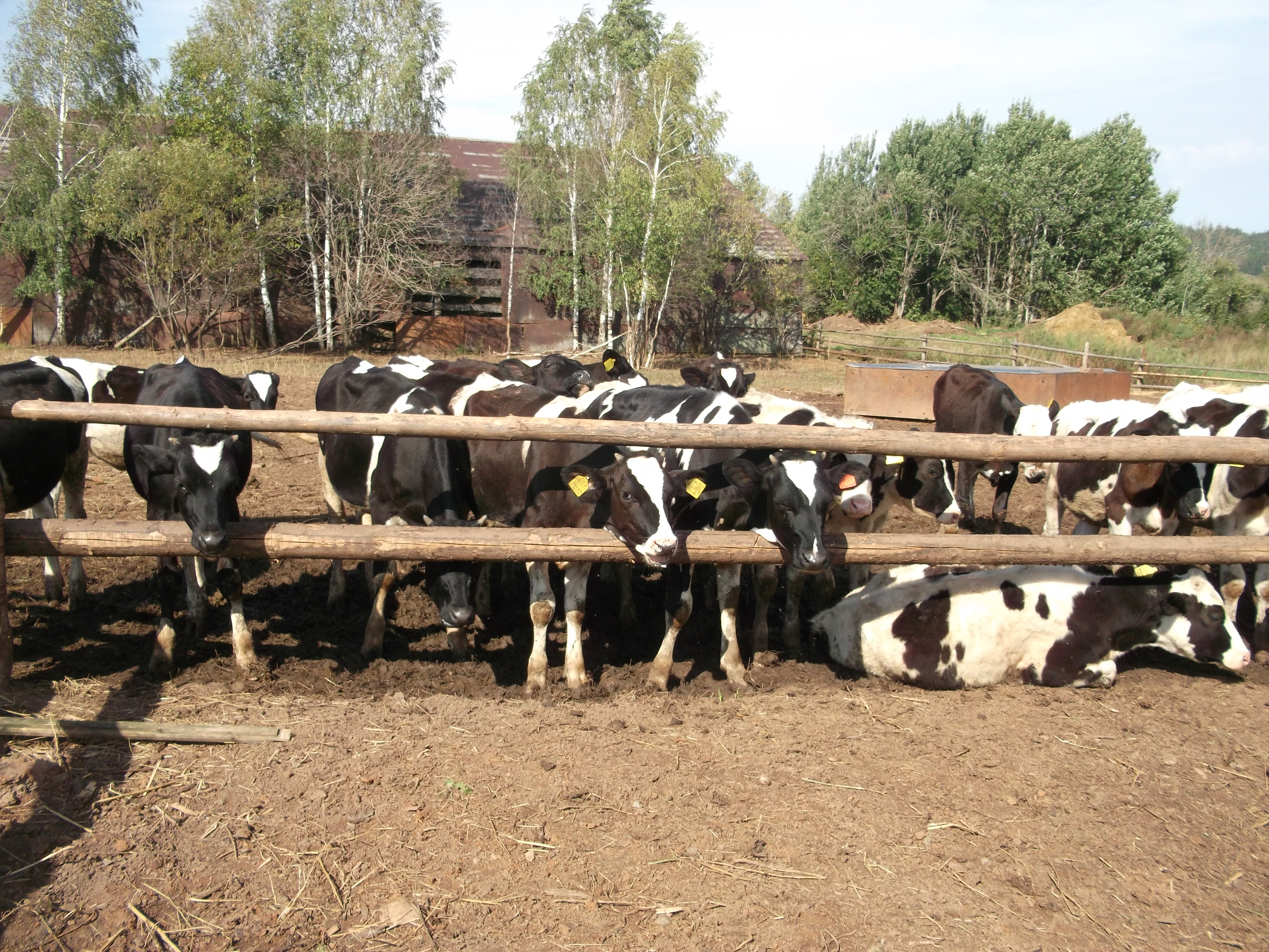 Племенные заводы и репродукторы Пермского края предлагают молодняк крупного рогатого скота
