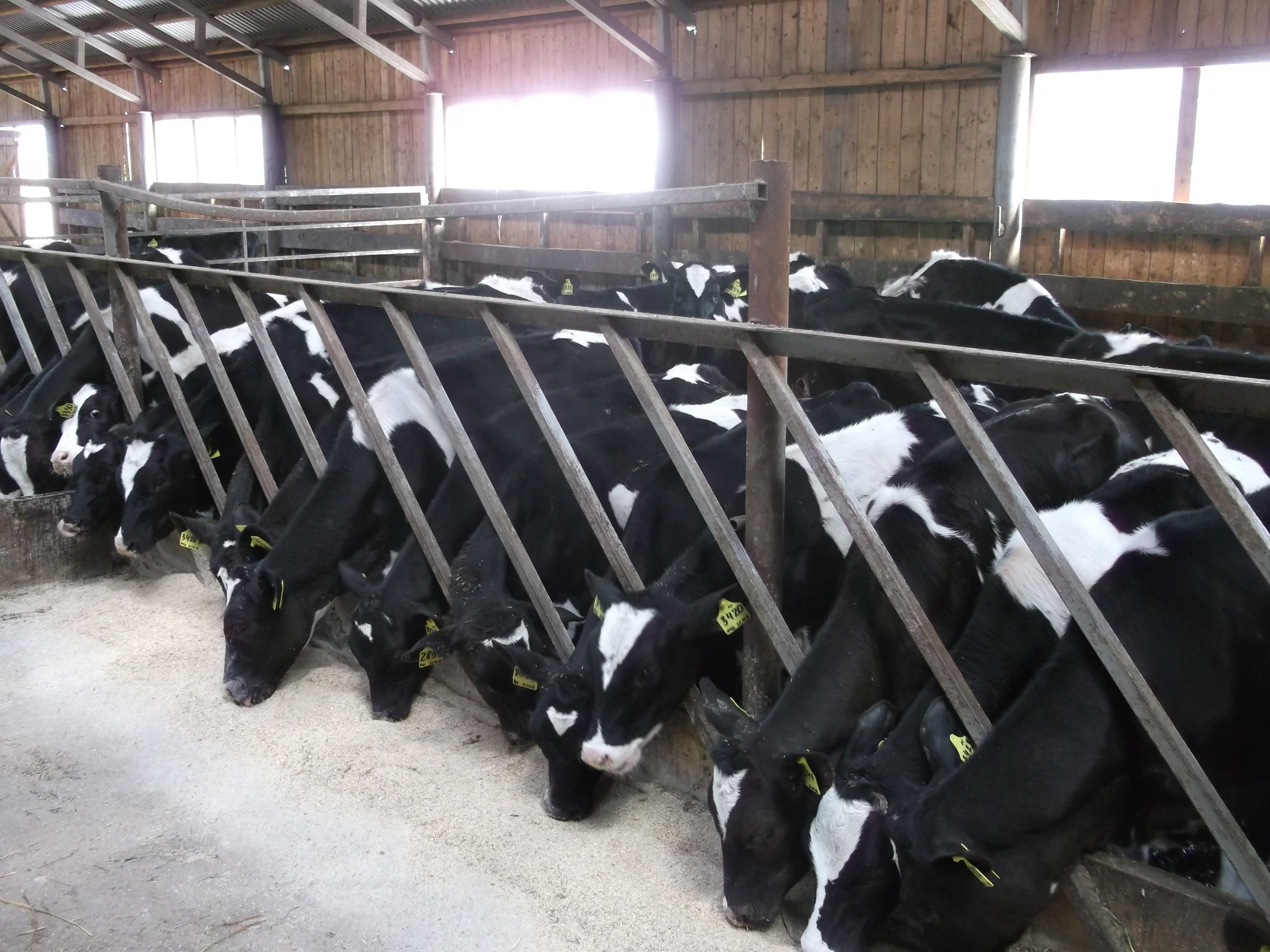 Организации по племенному животноводству предлагают молодняк крупного рогатого скота молочного и мясного направлений продуктивности
